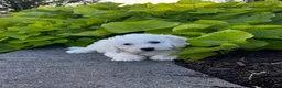 Bichon Frise dogs for sale: Bradley  - Ad 3