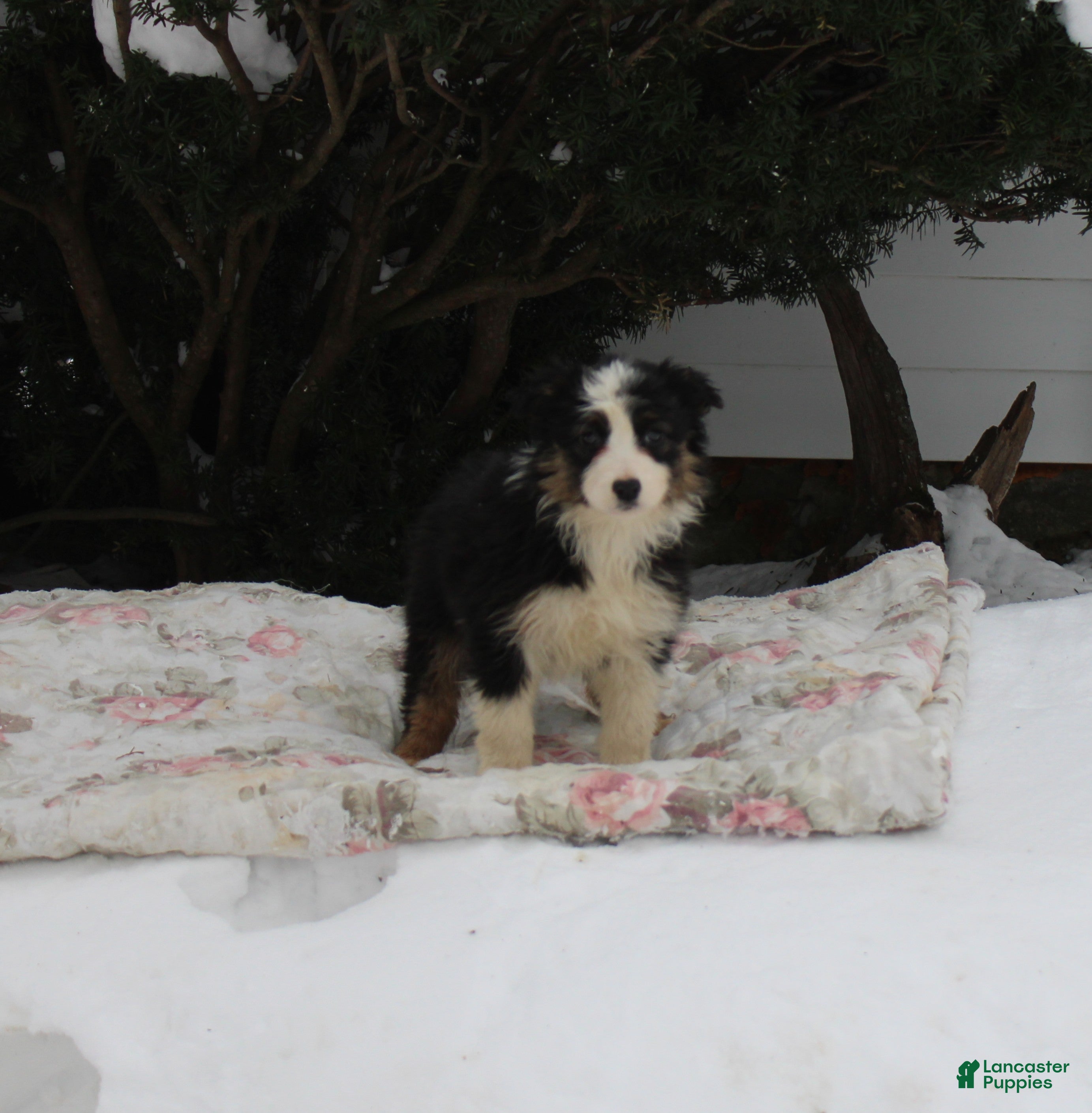 Australian Shepherd dogs Snowflake - Ad 11