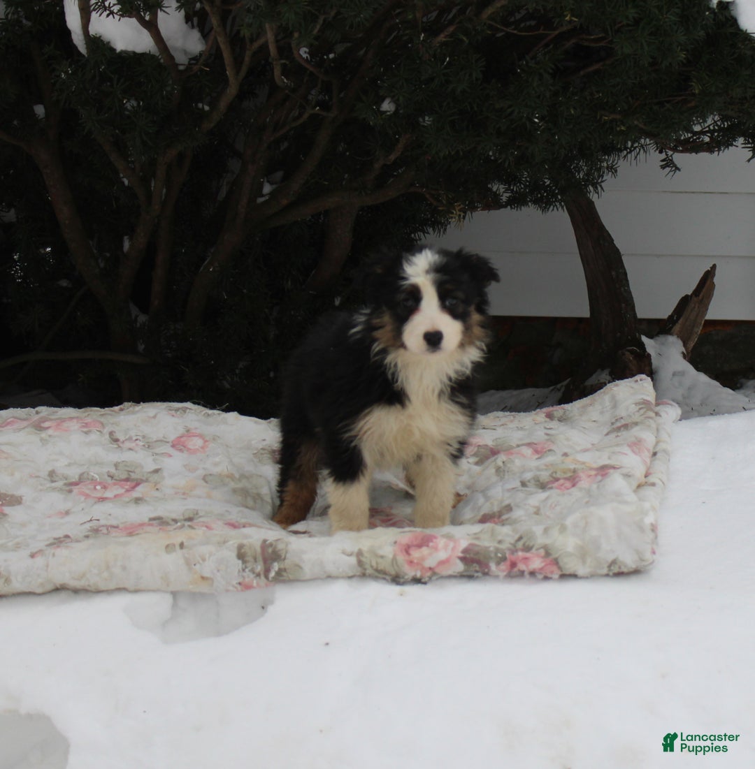Australian Shepherd dogs for sale: Snowflake - Ad 1