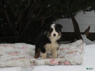 Australian Shepherd dogs Snowflake - Ad 37