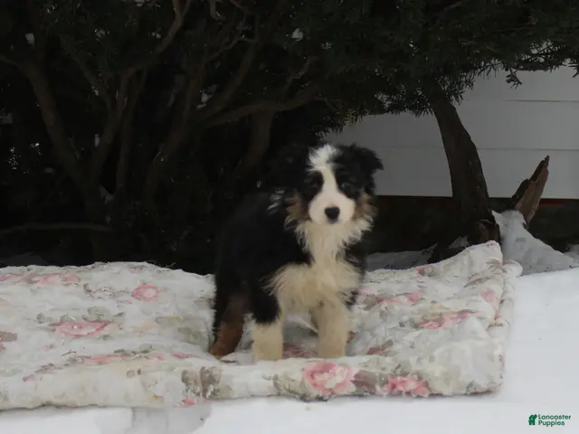 Australian Shepherd dogs for sale: Snowflake - Ad 32