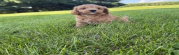 Mini Goldendoodle dogs for sale: Lexi Mini Goldendoodle  - Ad 8