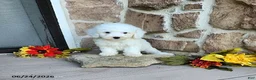 Mini Goldendoodle dogs for sale: Reeses - Ad 4