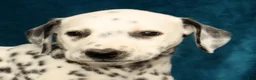 Dalmatian dogs for sale: Dolly - Ad 7