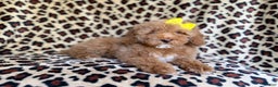 Cockapoo dogs for sale: Maya - Ad 8