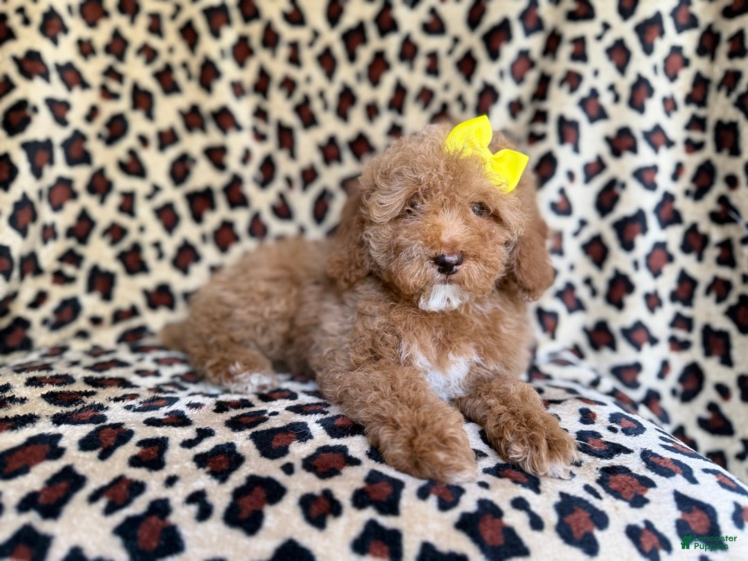 Cockapoo dogs for sale: Maya - Ad 8