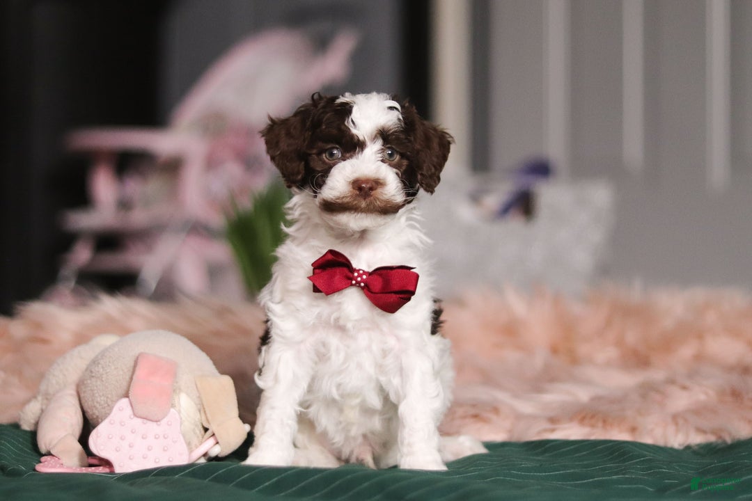 Miniature Poodle dogs for sale: Dallas - Ad 2