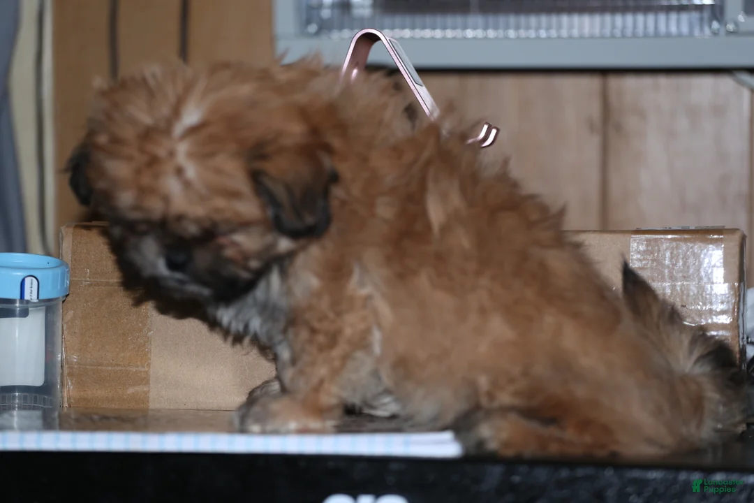 Shih Tzu dogs for sale: Shih Tzu Puppy 1 - Ad 2