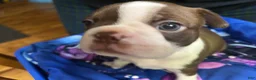 Boston Terrier dogs for sale: Lu - Lu - Ad 3