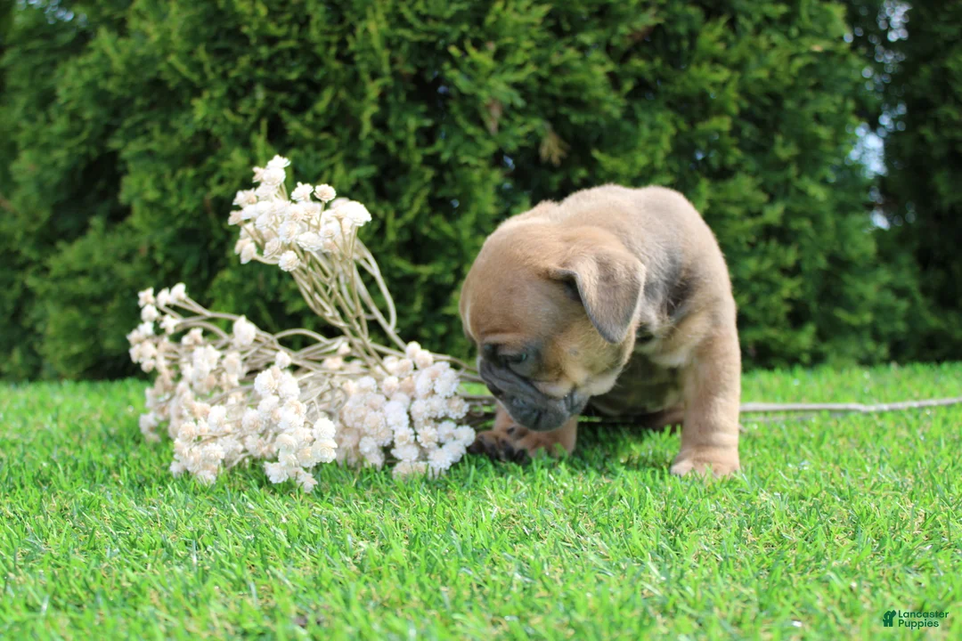 English Bulldog dogs for sale: Debbi - Ad 2