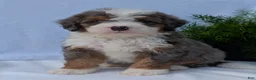 Mini Bernedoodle dogs for sale: Mini Banks  - Ad 9