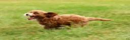Cavapoo dogs for sale: Parker - Ad 8