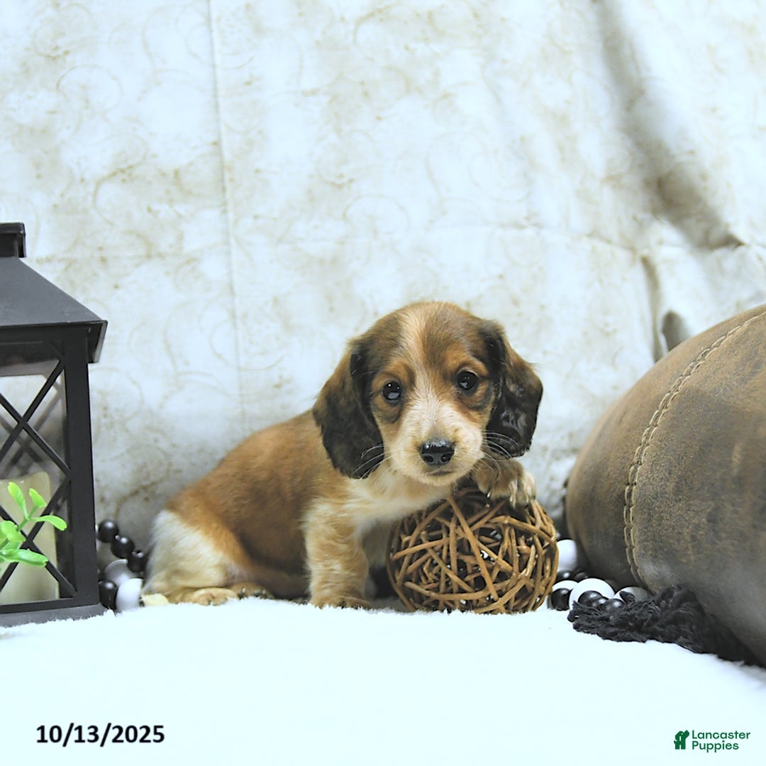 Miniature Dachshund dogs for sale: Aspen - Ad 19