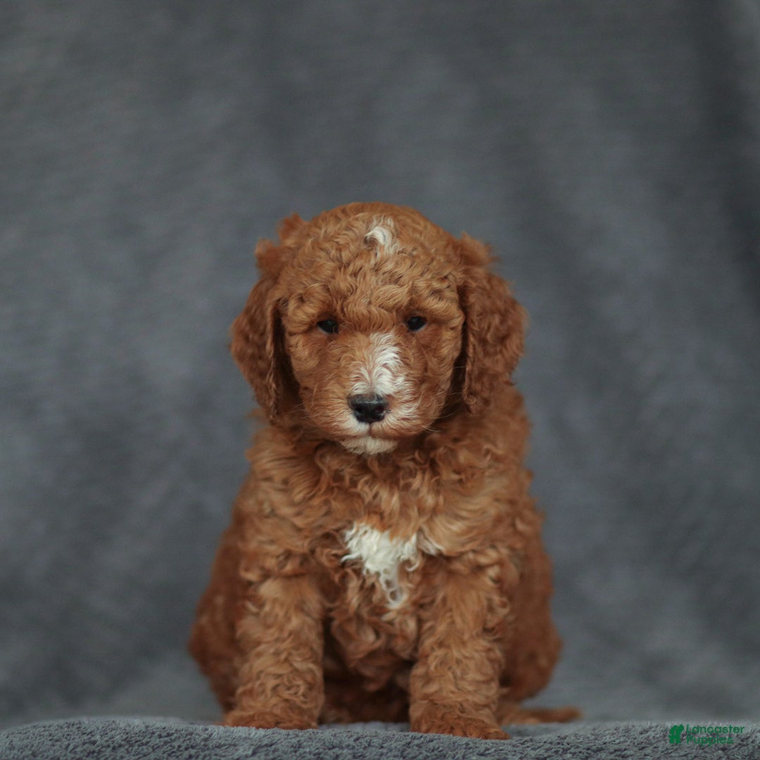 Mixed Breed dogs for sale: Randy - Ad 2