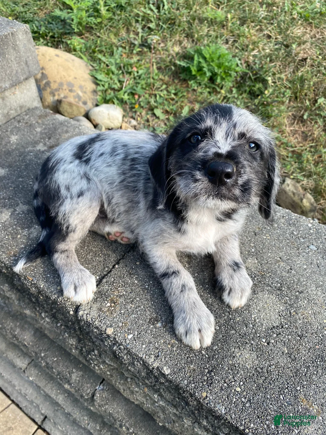 Mixed Breed dogs for sale: Josie - Ad 8