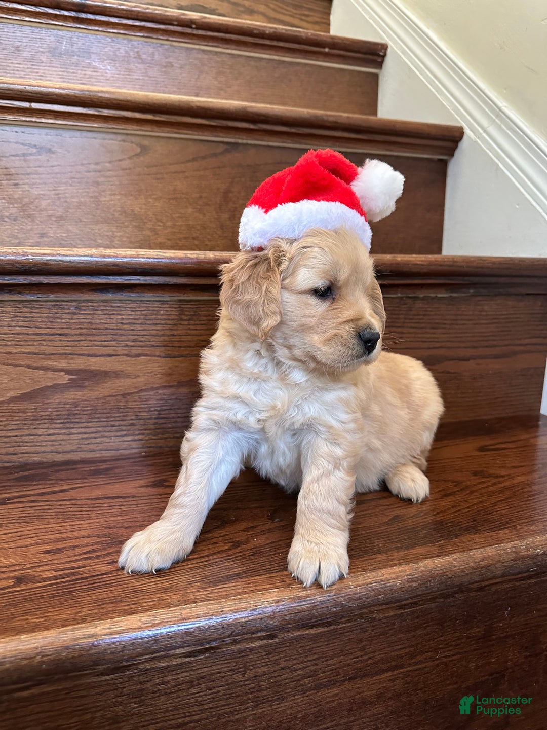 Golden Retriever dogs for sale: Opal - Ad 9