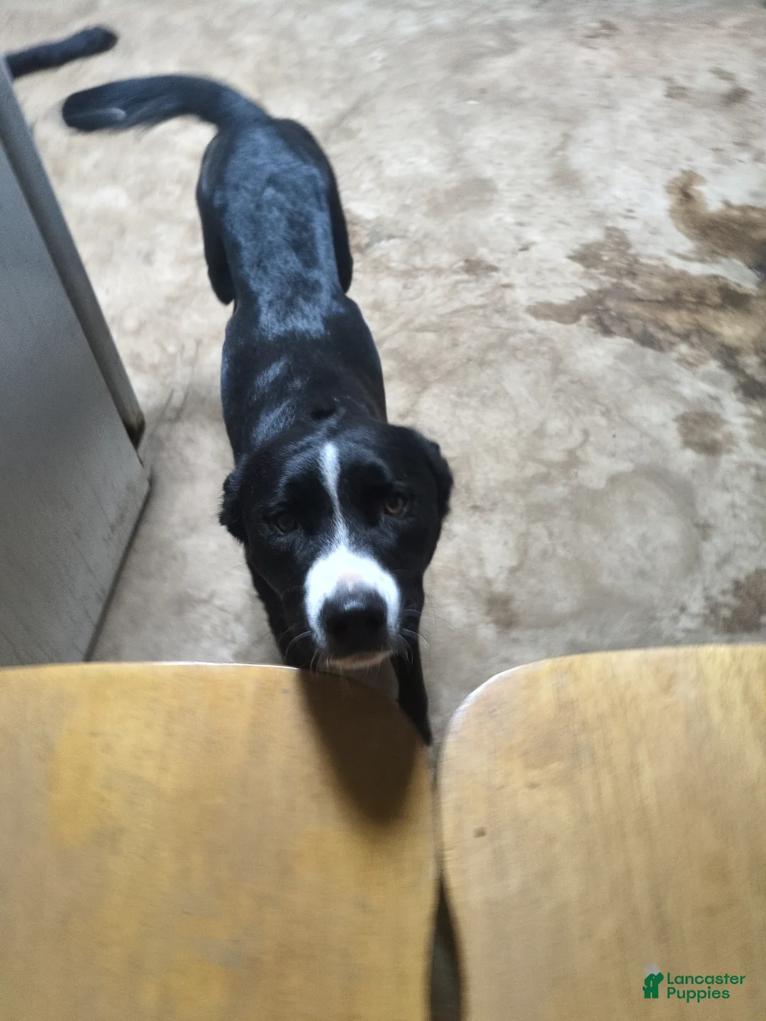 Mixed Breed dogs for sale: Mixed Breed Puppy 4 - Ad 2