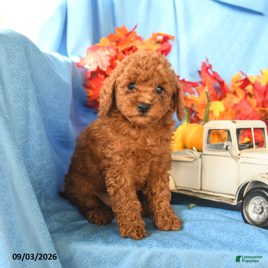 Toy Poodle dogs Enzo - Ad 2