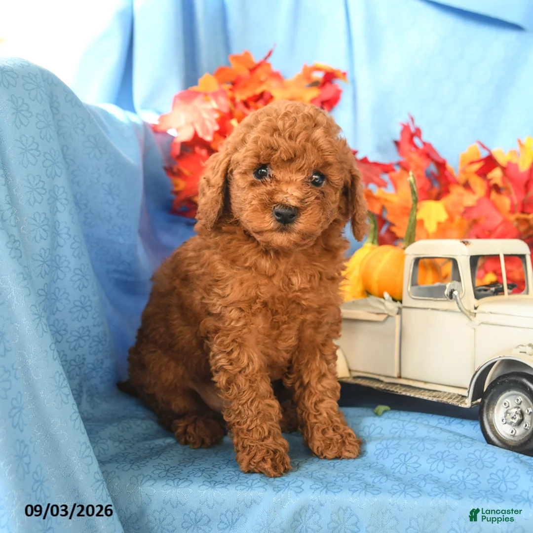Toy Poodle dogs for sale: Enzo - Ad 2