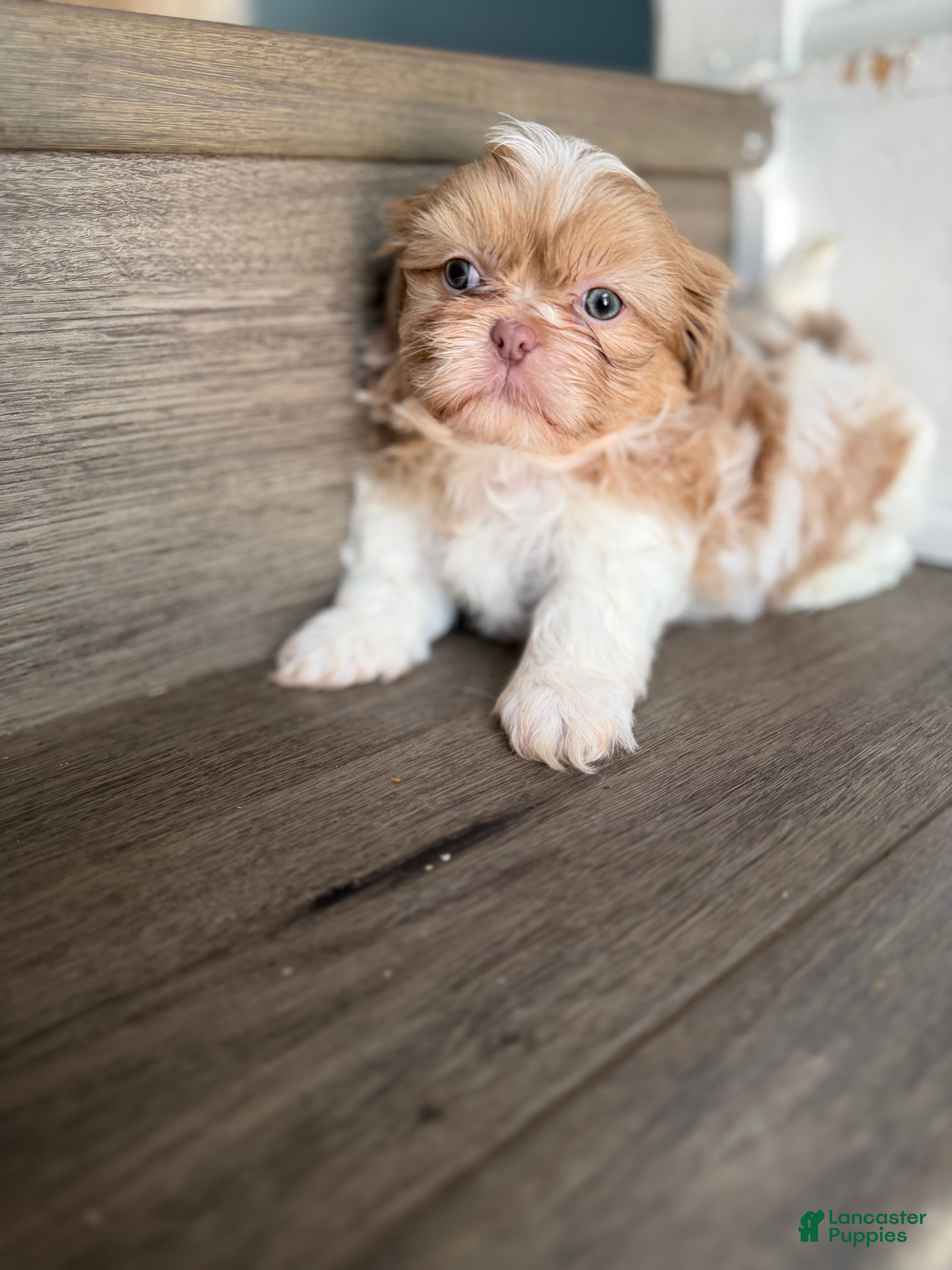 Shih Tzu dogs Lavender/Lilac parti Shih Tzu Puppy boy - Ad 1