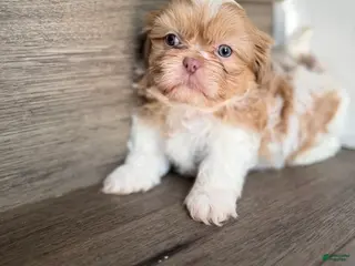 Shih Tzu dogs for sale: Lavender/Lilac parti Shih Tzu Puppy boy - Ad 3