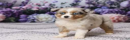 Miniature Australian Shepherd dogs for sale: Kim - Ad 5