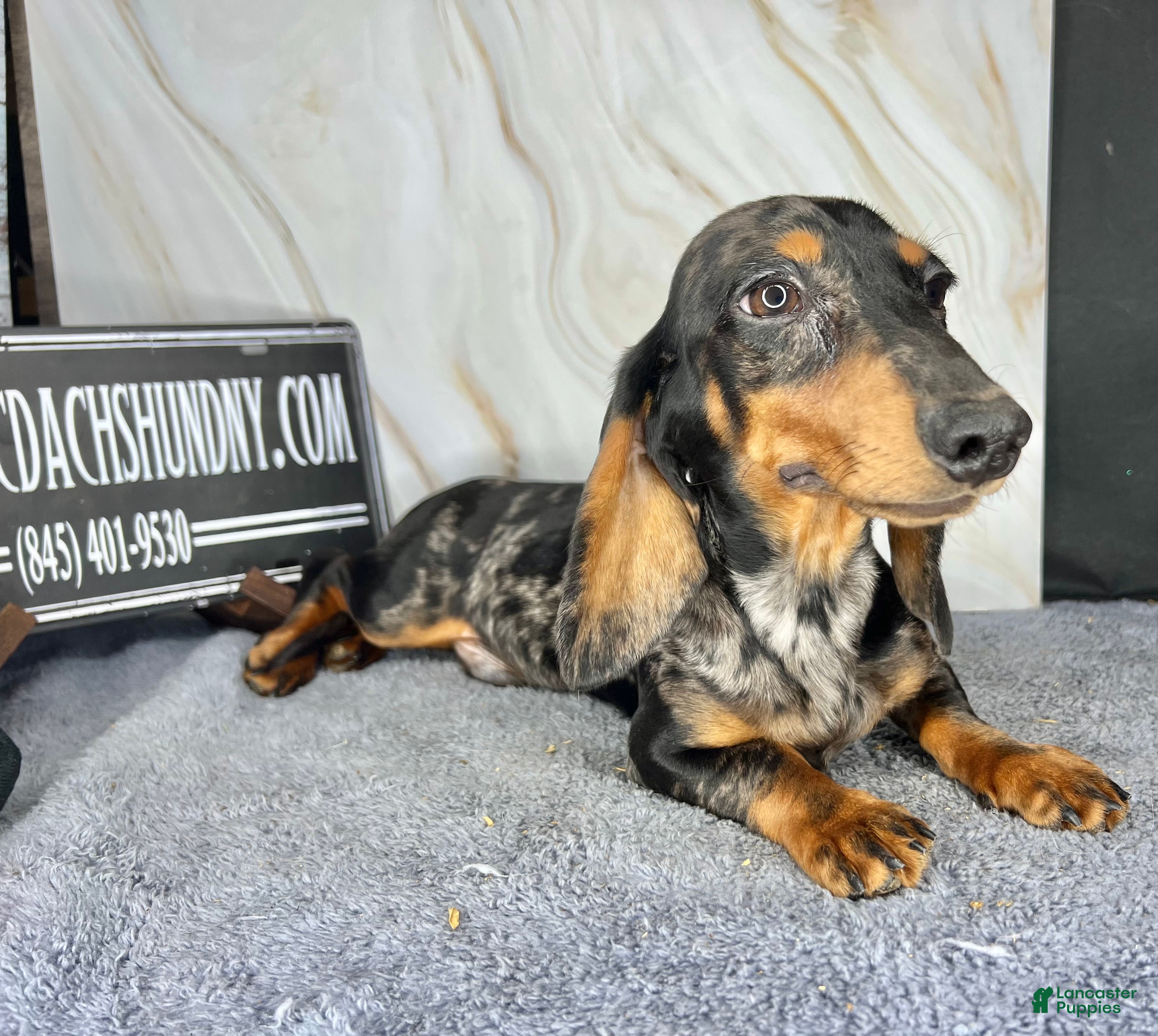 Miniature Dachshund dogs Pra clear CH Parents AKC  - Ad 8