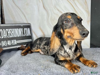 Miniature Dachshund dogs Pra clear CH Parents AKC - Ad 6