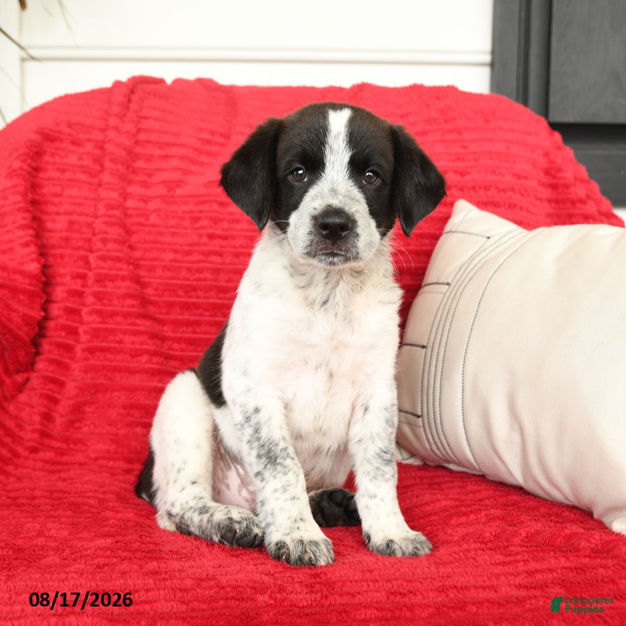 Mixed Breed dogs Wilder - Ad 1