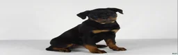 Rottweiler dogs for sale: Rottweiler Puppy 7 - Ad 6