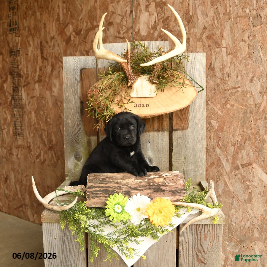 Labrador Retriever dogs Ace - Ad 2