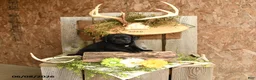Labrador Retriever dogs for sale: Ace - Ad 2