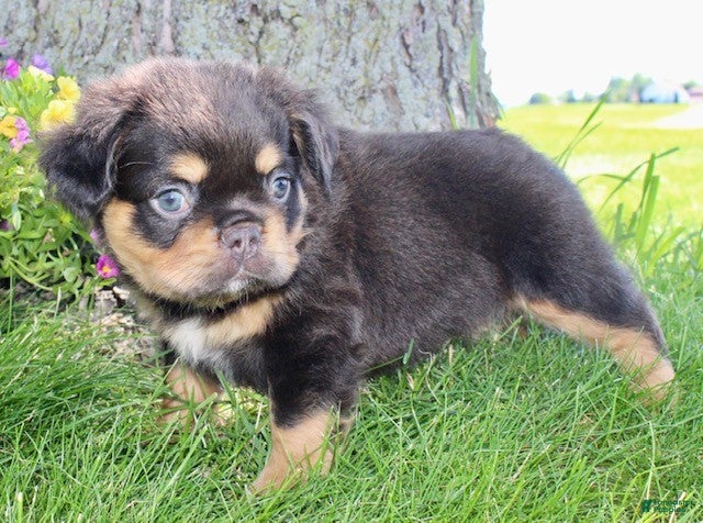 French Bulldog dogs for sale: Jamie - Ad 4