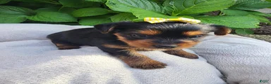 Yorkshire Terrier Princess Belle (Yellow)