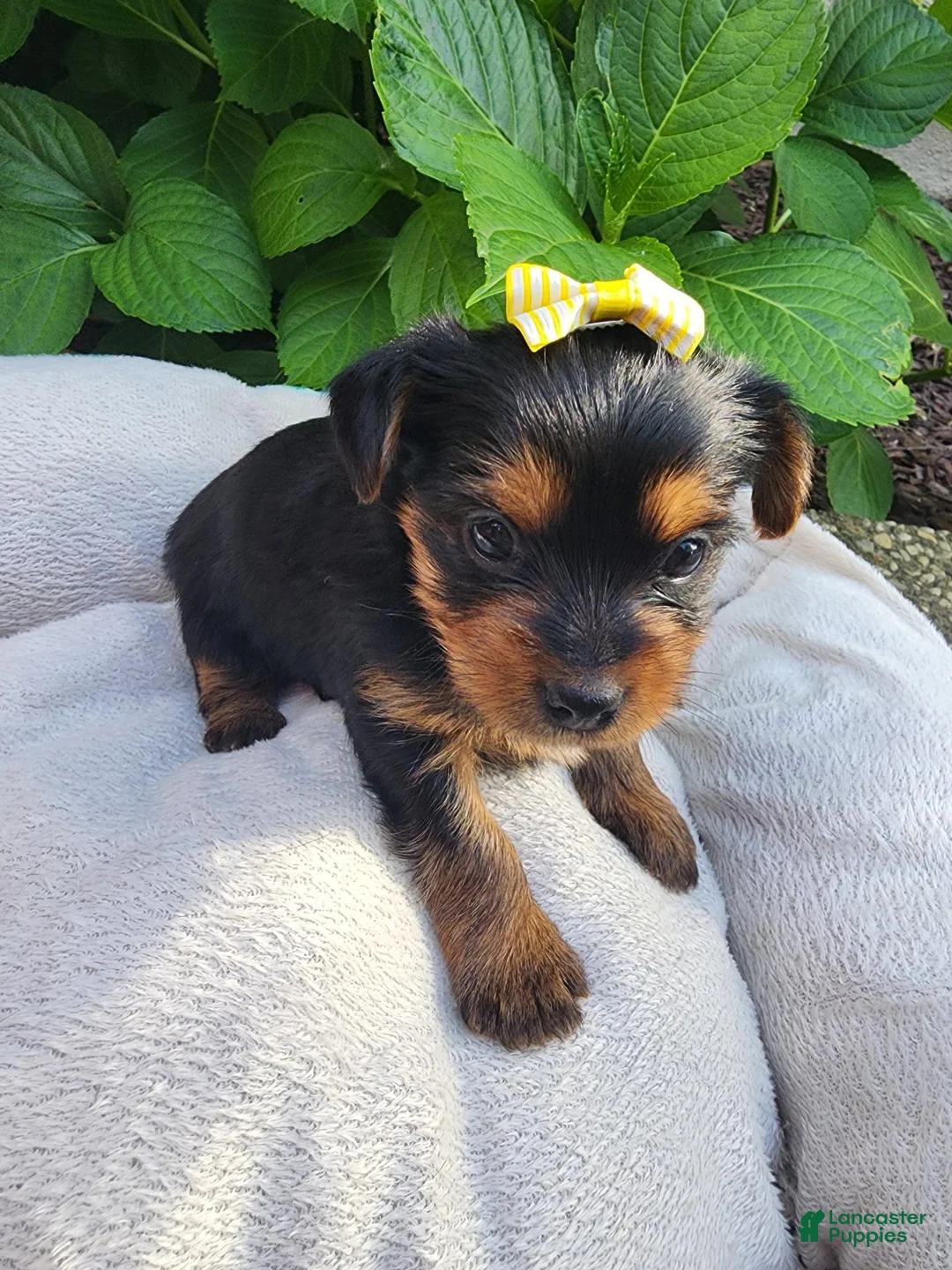 Yorkshire Terrier dogs for sale: Yorkshire Terrier Princess Belle (Yellow) - Ad 1