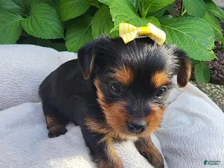 Yorkshire Terrier dogs for sale: Yorkshire Terrier Princess Belle (Yellow) - Ad 3