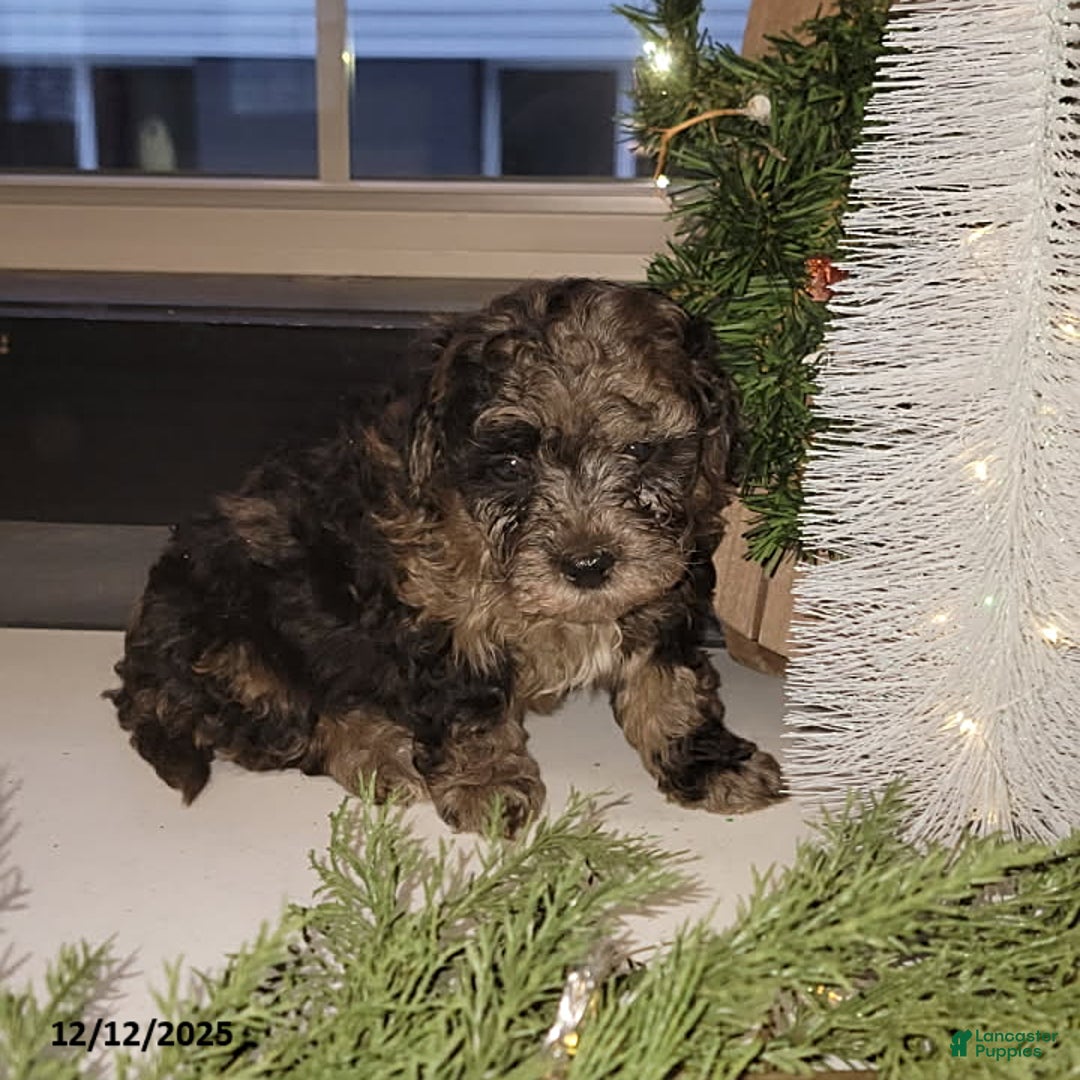 Mixed Breed dogs for sale: Cody - Ad 1