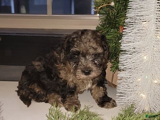 Mixed Breed dogs Cody - Ad 11