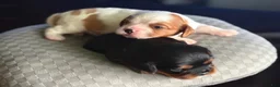 Cavalier King Charles Spaniel dogs for sale: Cavalier King Charles Spaniel 2 - Ad 10