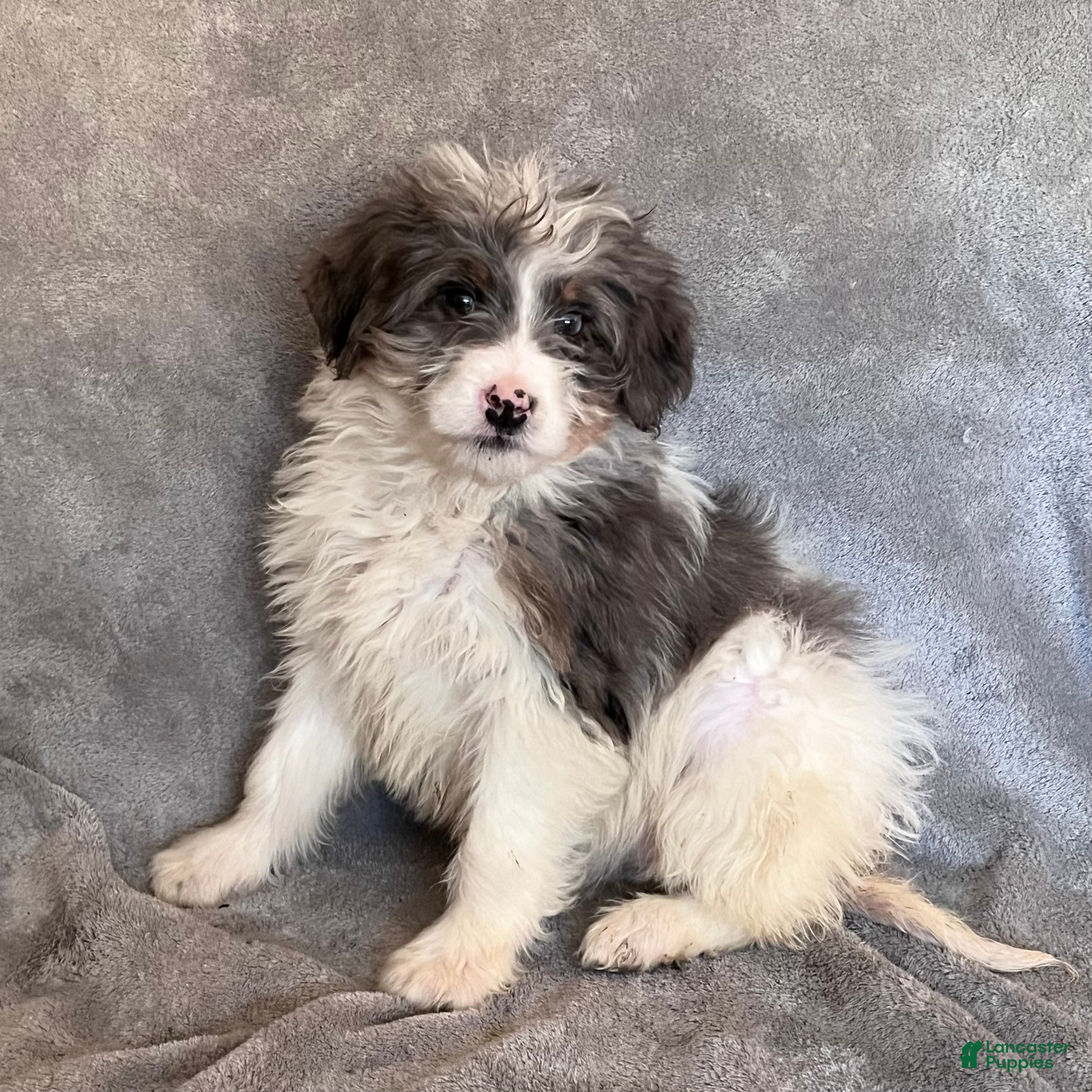 Bernedoodle dogs Juniper updated pics - Ad 28