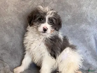 Bernedoodle dogs Juniper updated pics - Ad 28