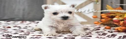 West Highland Terrier dogs for sale: Wren - Ad 3