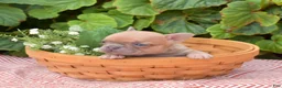 French Bulldog dogs for sale: Pumpkin - Ad 4