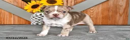 Boston Terrier dogs for sale: Tina - Ad 3