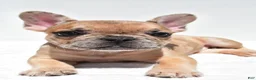 French Bulldog dogs for sale: Bailey - Ad 7