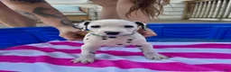 Dalmatian dogs for sale: Dalmatian 7 - Ad 2