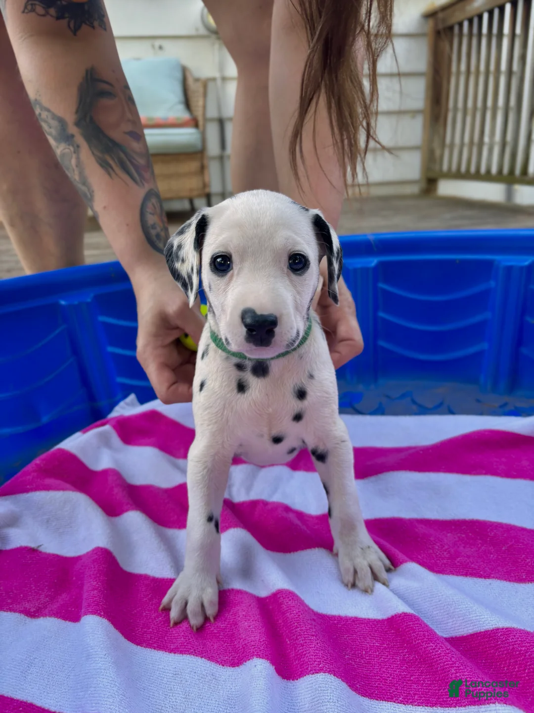 Dalmatian dogs for sale: Dalmatian 7 - Ad 2