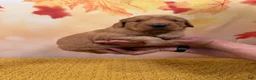 Golden Retriever dogs for sale: Hazel - Ad 6