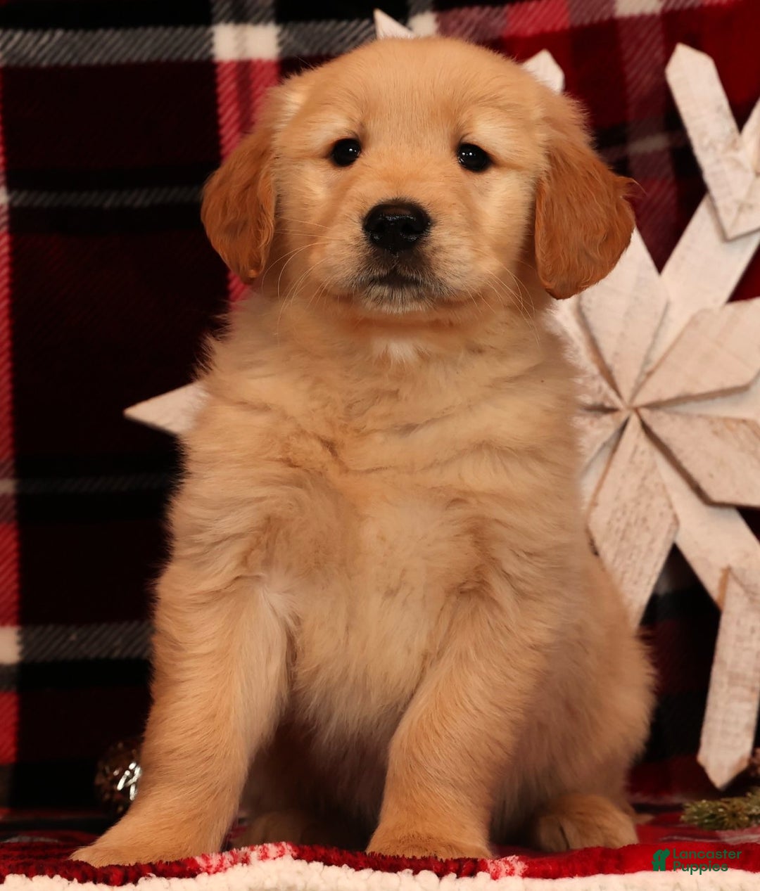 Golden Retriever dogs for sale: Dasher - Ad 3