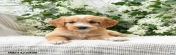 Goldendoodle dogs for sale: Joy - Ad 4